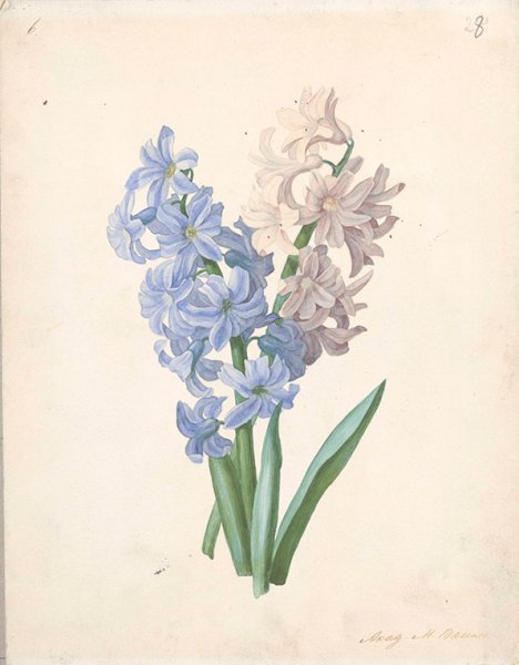 Гиацинт вектор