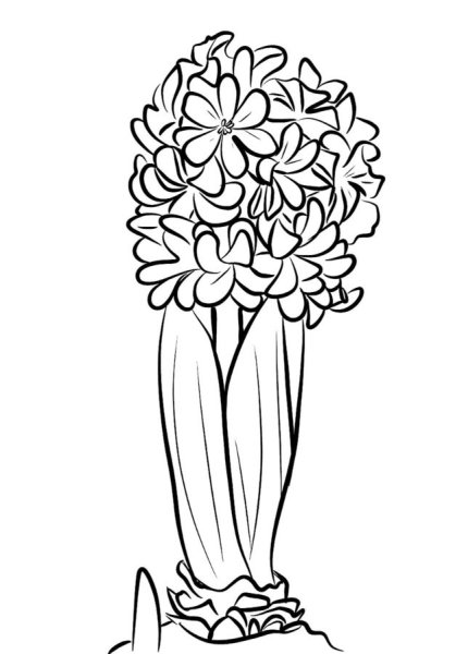 Гиацинт карандашом