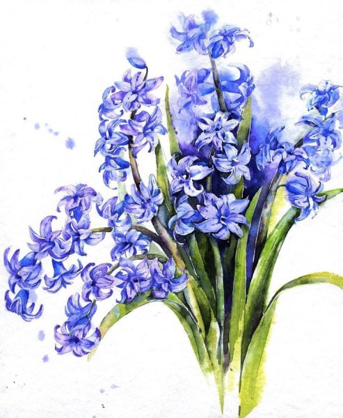 Руссо гиацинт