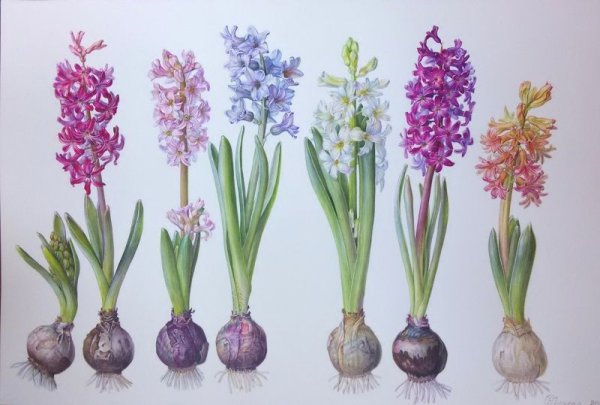 Гиацинты цветной карандаш