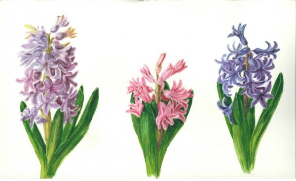 Гиацинт Ботаническая иллюстрация