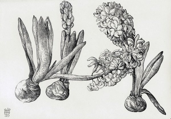 Гиацинт Ботаническая иллюстрация