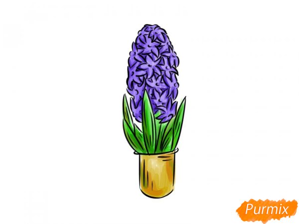 Гиацинт в горшке рисунок