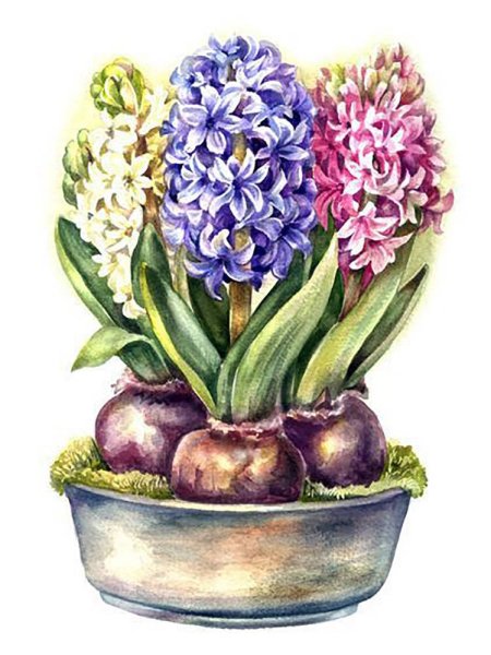 Гиацинт Вудсток Нарцисс Ботанический