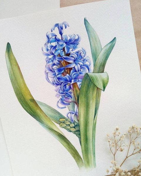 Раскраска гиацинт цветок