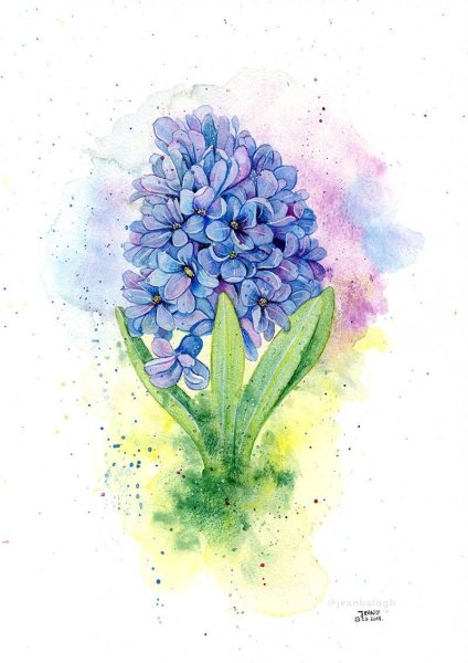 Гиацинт Ботаническая иллюстрация