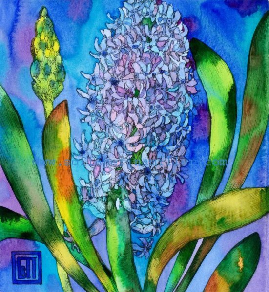 Гиацинт Ботаническая иллюстрация