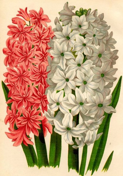 Гиацинт Ботаническая иллюстрация