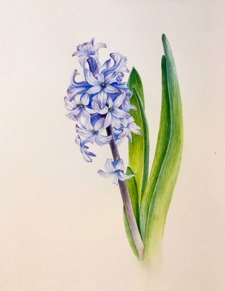 Гиацинт ботаника