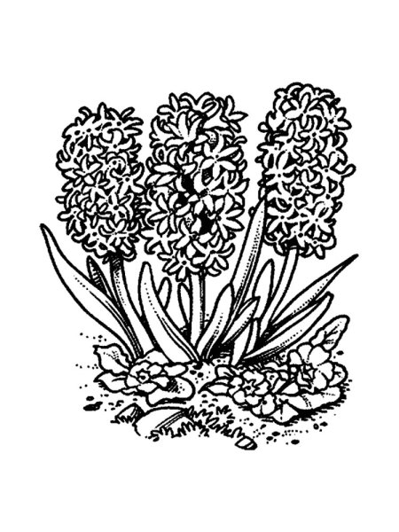 Hyacinthus orientalis масло