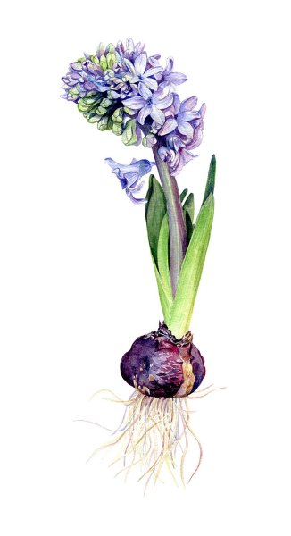 Гиацинт карандашом