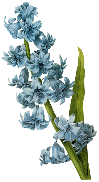 Скетчинг маркерами гиацинт