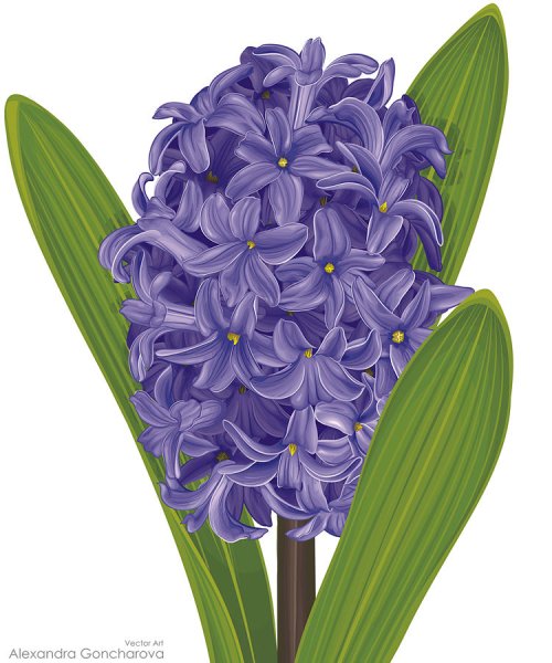 Гиацинт раскраска