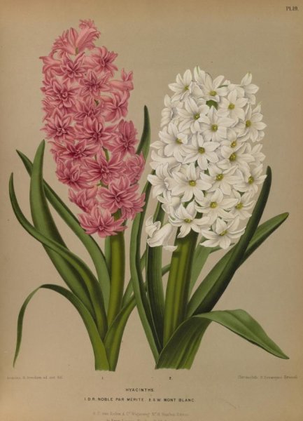 Раскраска гиацинт цветок