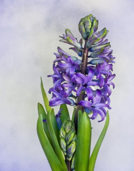 Цветы акварелью гиацинт