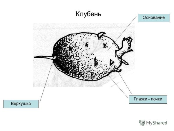 Строение клубня картофеля основание