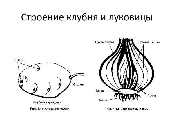 Строение клубня картофеля и луковицы
