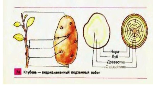 Внутреннее строение клубня картофеля в разрезе