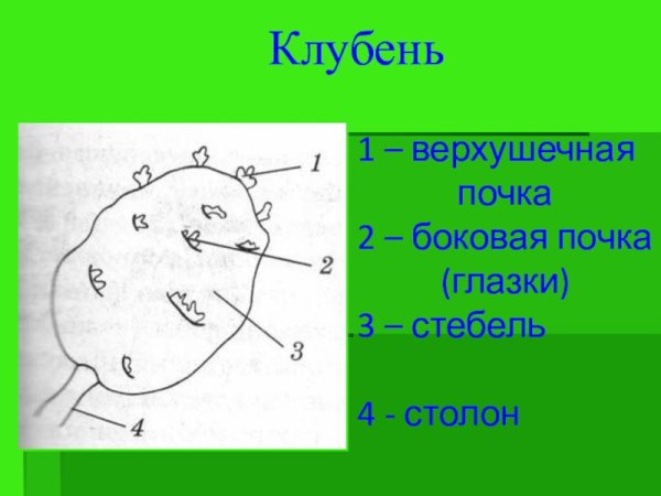 Верхушечная почка клубня
