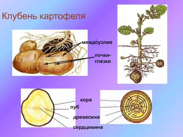 Клубень картофеля глазки почки