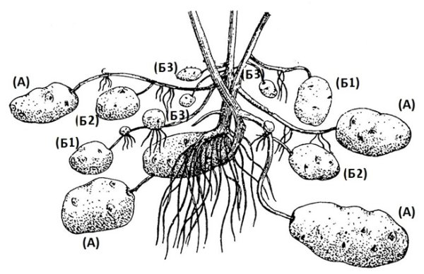 Клубень и столоны картофеля