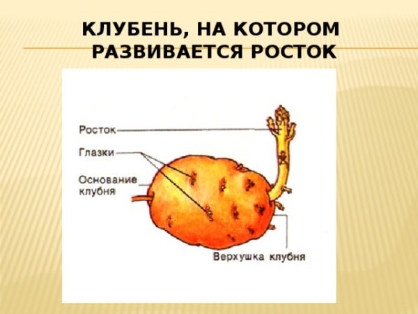 Строение глазка клубня картофеля