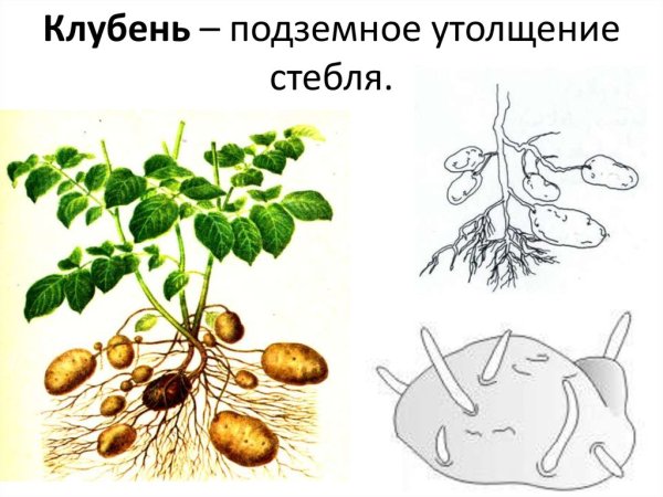Подземный побег клубень картофеля