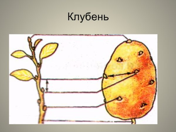 Клубень картофеля без подписей