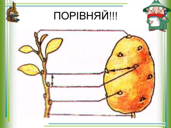 Клубень рисунок