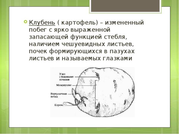 Схема клубня картофеля
