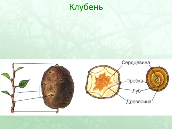 Строение клубня картофеля