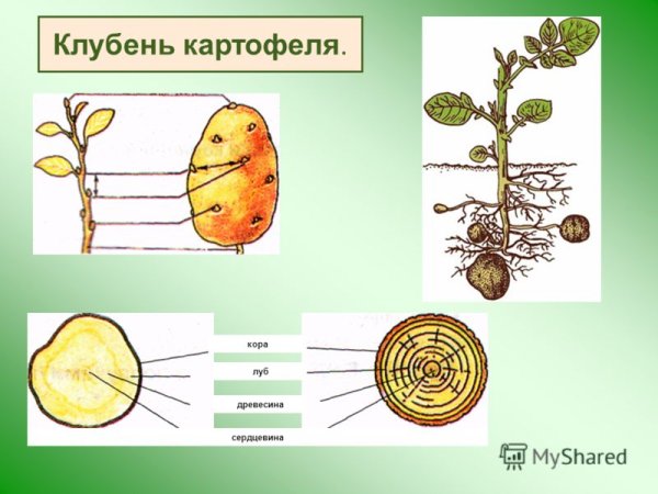 Строение видоизмененных побегов клубень