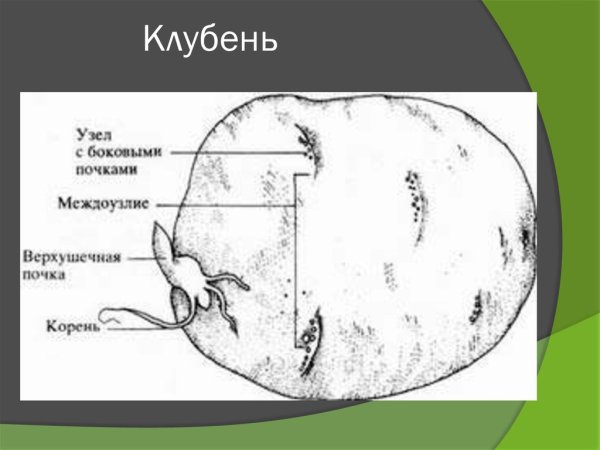 Строение клубня картофеля рисунок