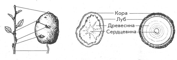 Схема поперечный срез клубня картофеля