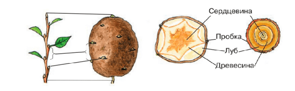 Строение видоизмененных побегов клубень