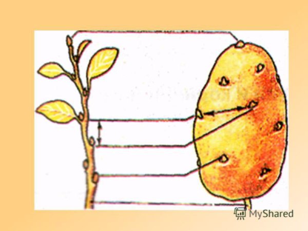 Строение клубня картофеля и луковицы
