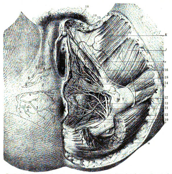 Строение вульвы рисунок