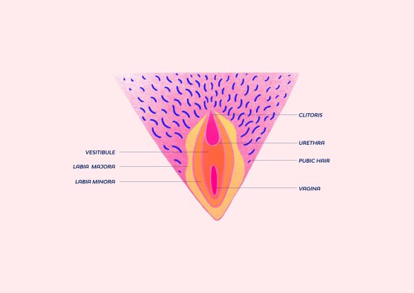 Минималистичный рисунок вульвы