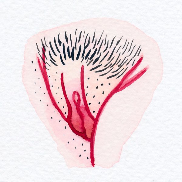 Красивая вульва рисунок