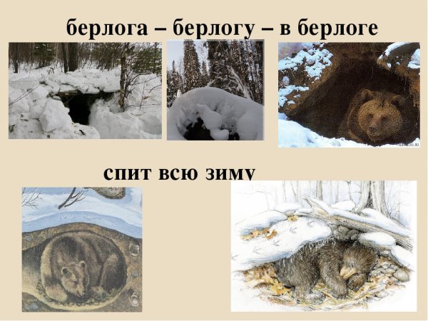 Медведь готовится к зиме