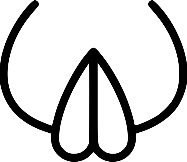 Гермафродитизм анатомия