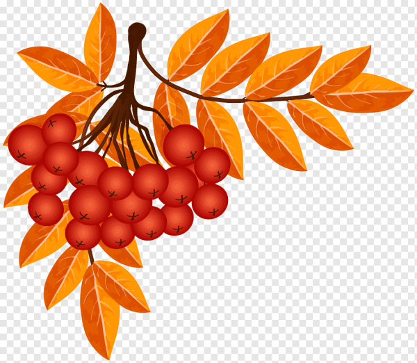 Рябина клипарт