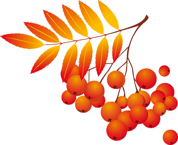 Ветка рябины