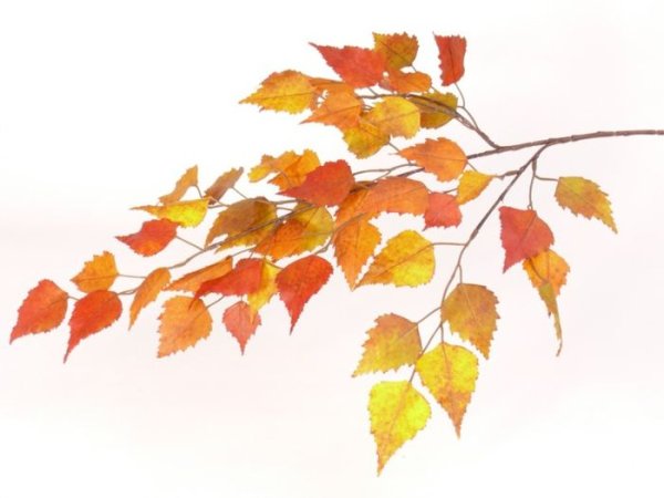 Осенняя ветка