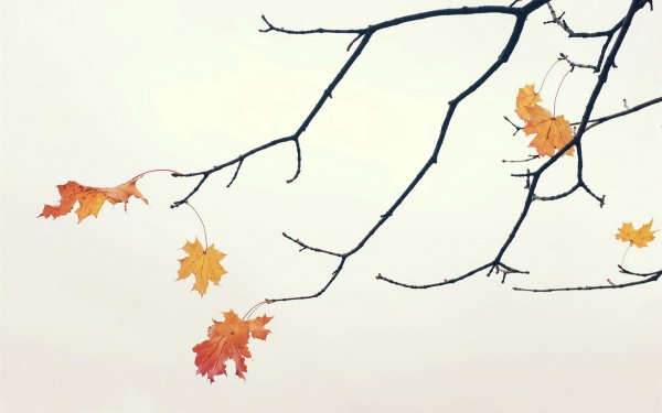 Осенний Минимализм