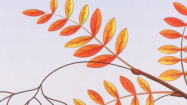 Ветка рябины с листьями