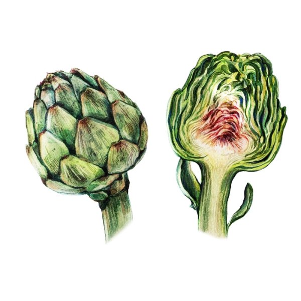 Элейн Сирл артишок