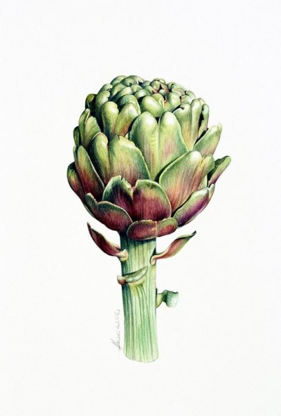 Артишок Ботаническая иллюстрация