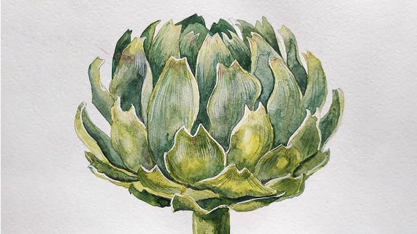 Артишок акварель