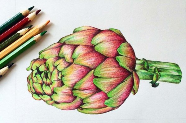 Артишок Ботанический скетч